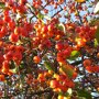 Malus 'Evereste'